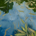 Floating green and gold #1, 16 x 20