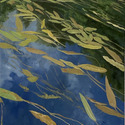 Floating green and gold #5, 16 x 20
