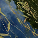 Floating green and gold #6, 16 x 20
